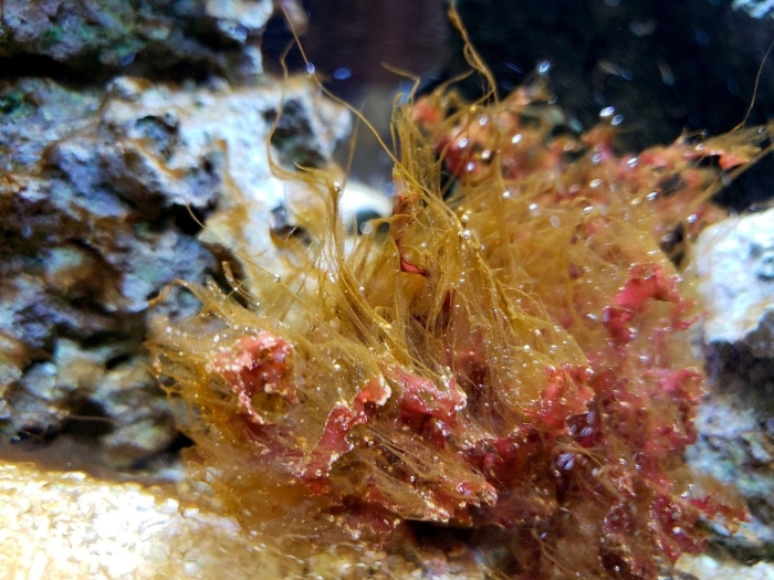 Динофлагелляты водоросли