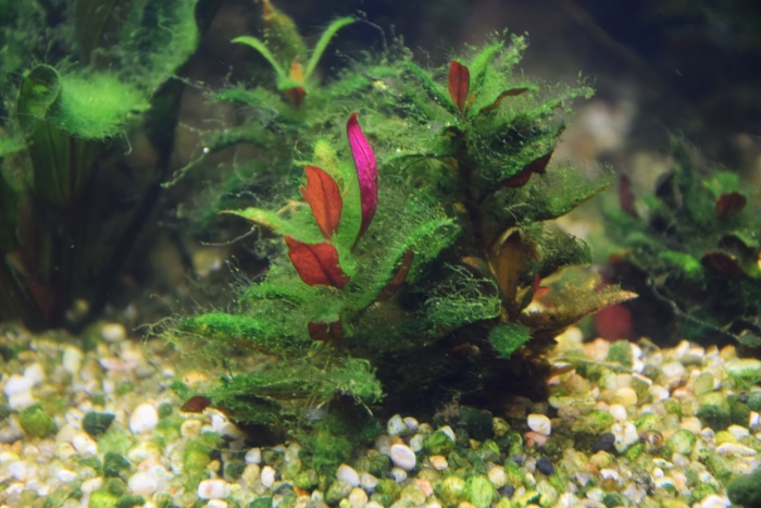 Альтернантера аквариумное растение