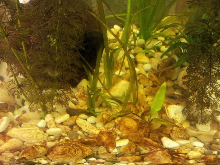 Аквариумные улитки чистильщики