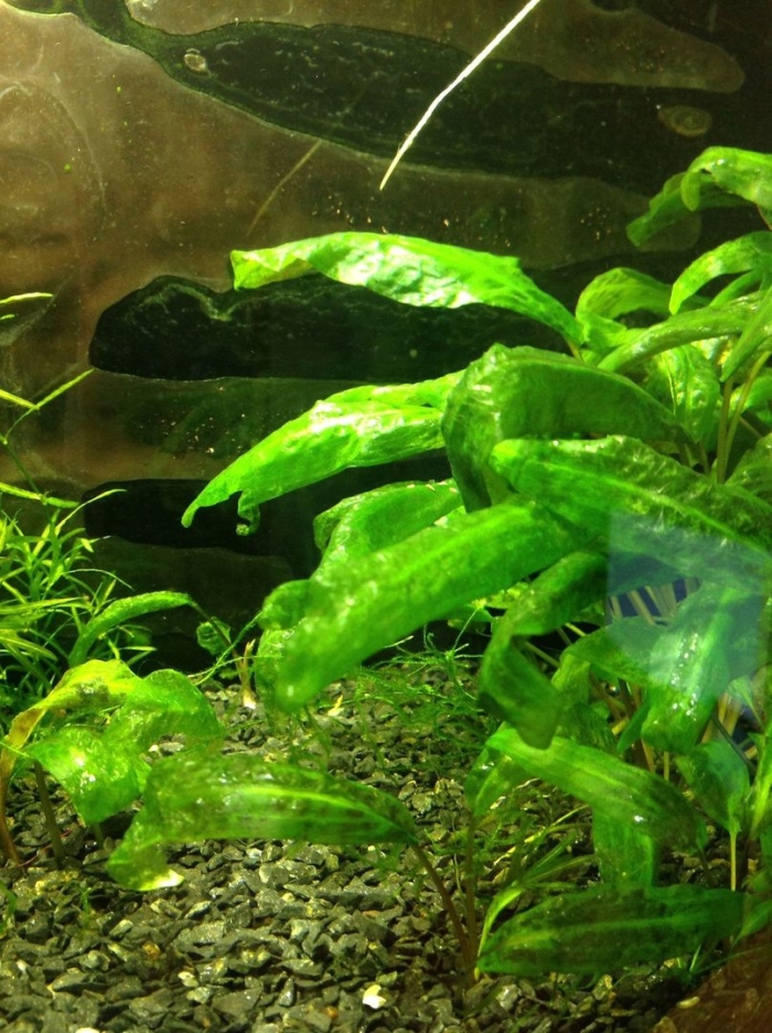 Криптокорина понтедериеволистная аквариумное