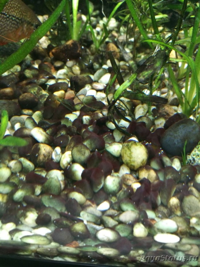 Улитка в аквариуме