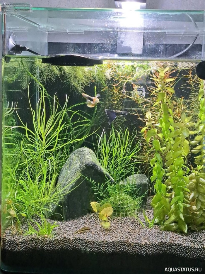 Оформление аквариума
