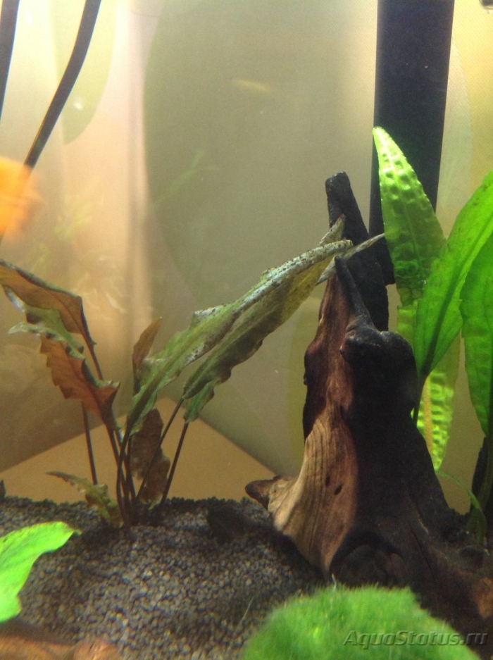 Аквариумные рыбки сомики присоски