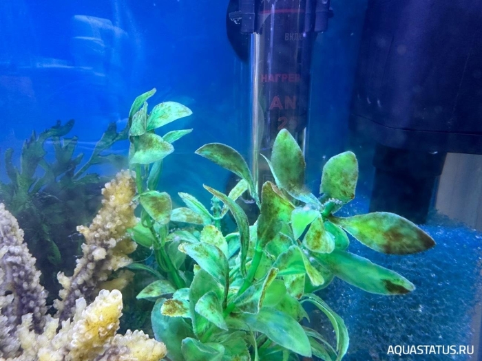 Растение аквариумное