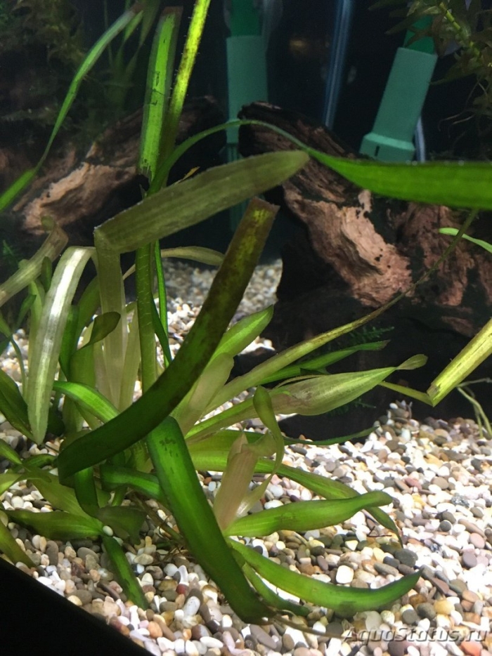 Криптокорина блестящая аквариумное