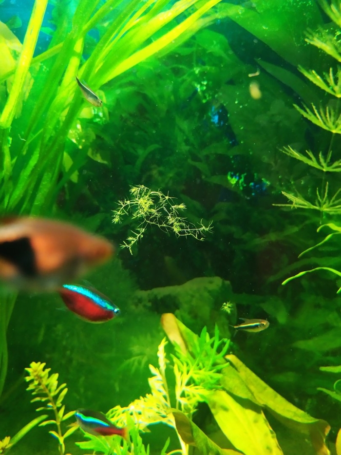 В аквариуме