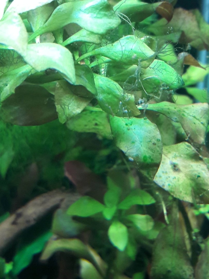 Аквариумные водоросли