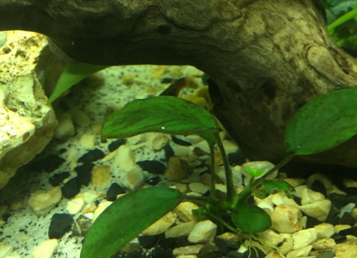 Криптокорина понтедериеволистная аквариумное растение