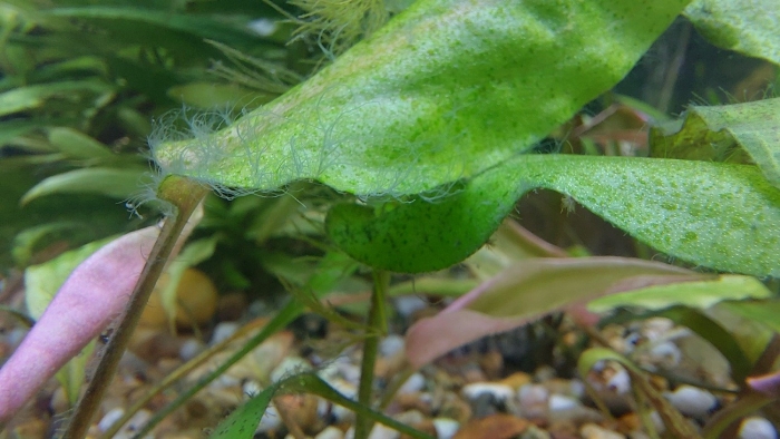 Водоросль эдогониум