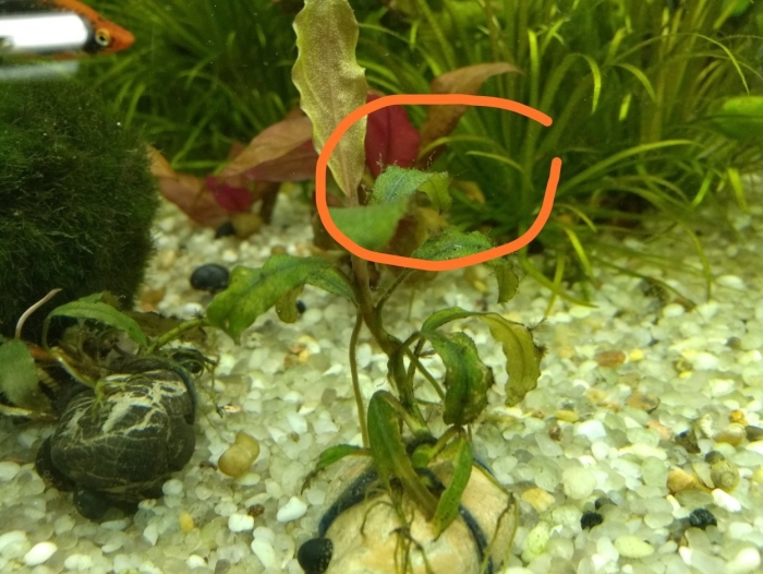 Налет на аквариумных растениях