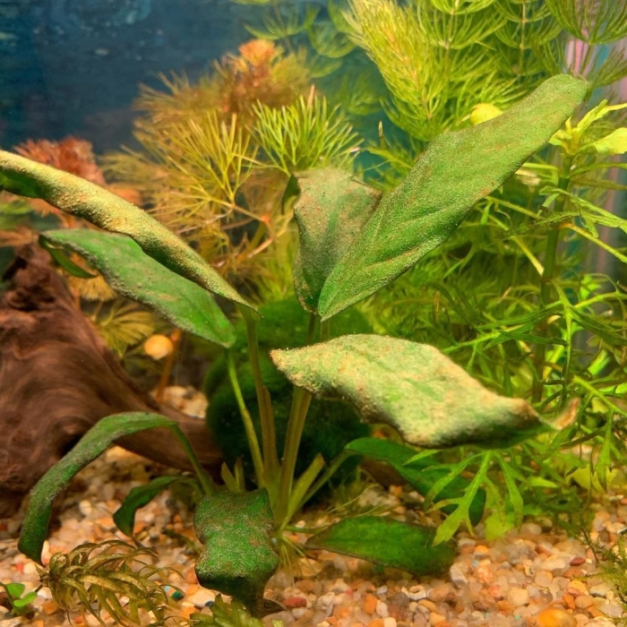 Растение в аквариум