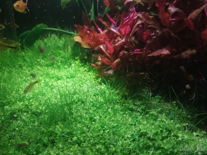 Монте карло растение аквариумное