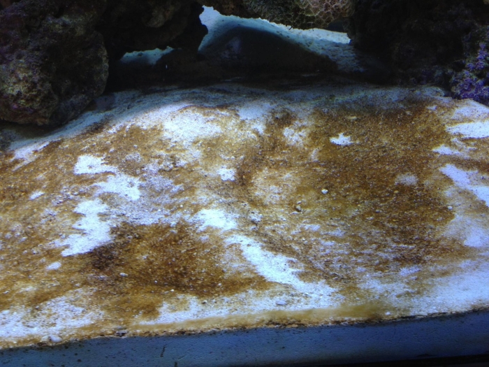 Цианобактерии водоросли в аквариуме морском