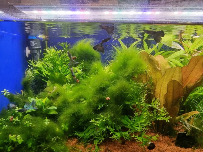 Голландский аквариум травник