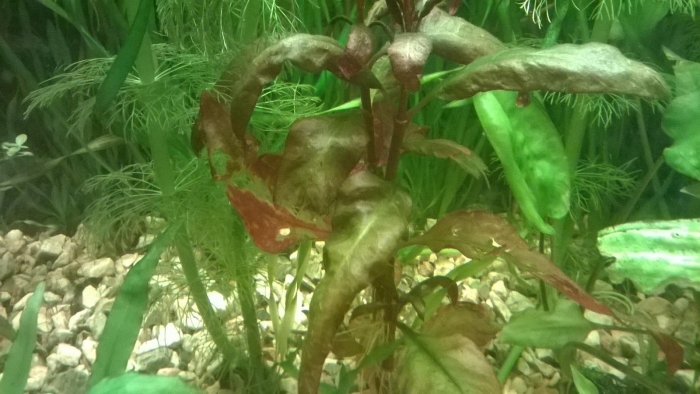 Криптокорина аквариумное растение