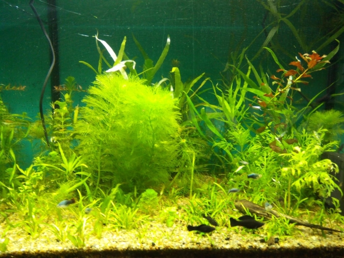 Амбулия аквариумное растение