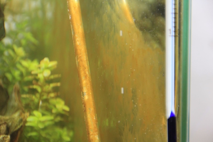 Водоросли на стенках аквариума