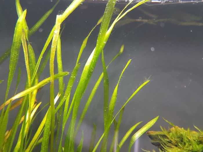 Валлиснерия спиральная