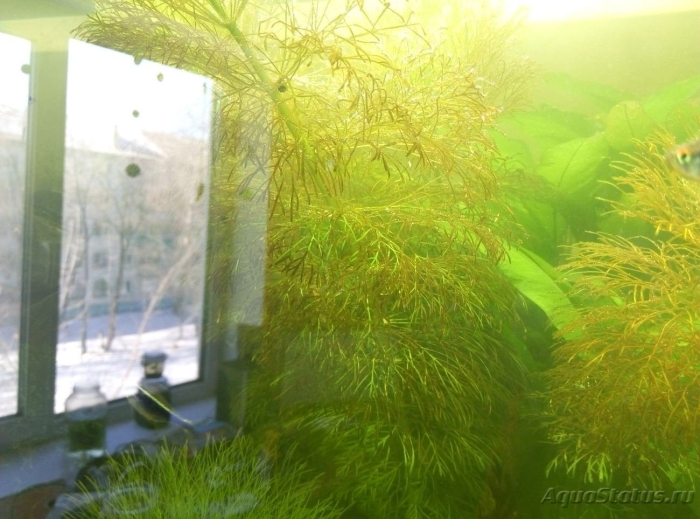 Роголистник аквариумное растение