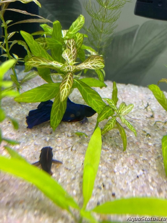 Аквариумные рыбки