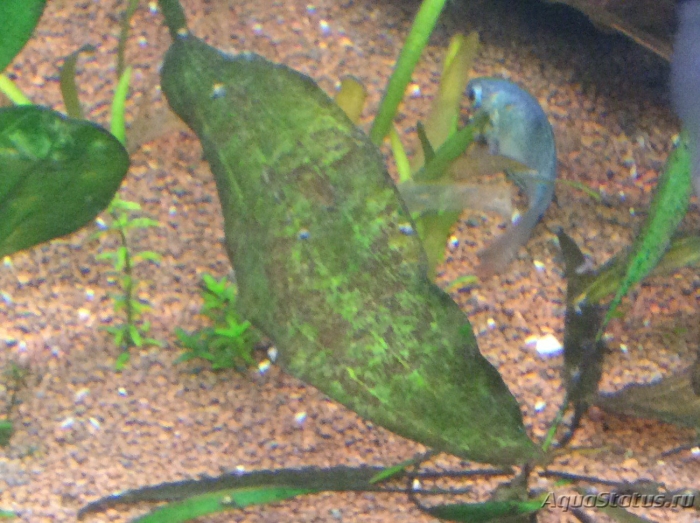 Синезелёные водоросли в аквариуме