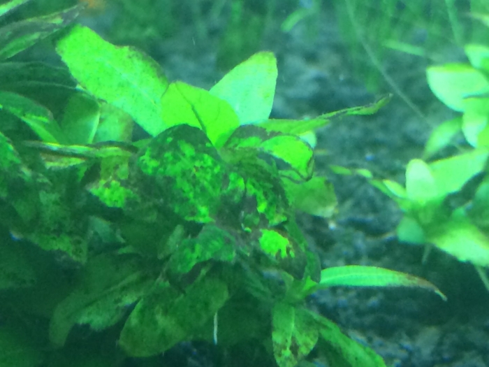 Стаурогин репенс