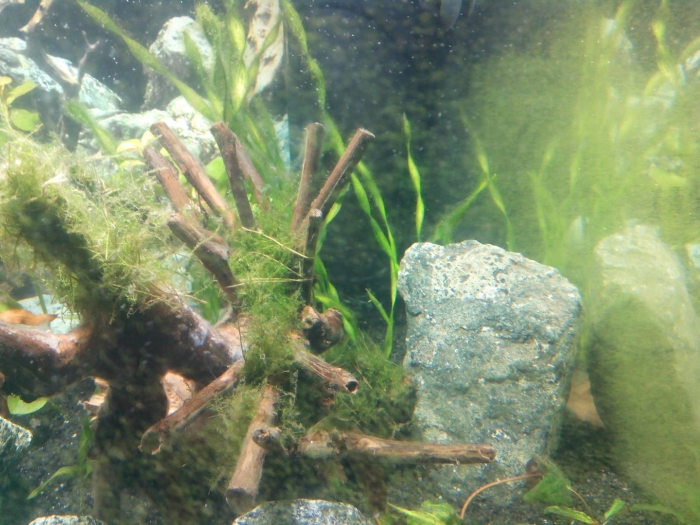 Водоросли на стекле аквариума