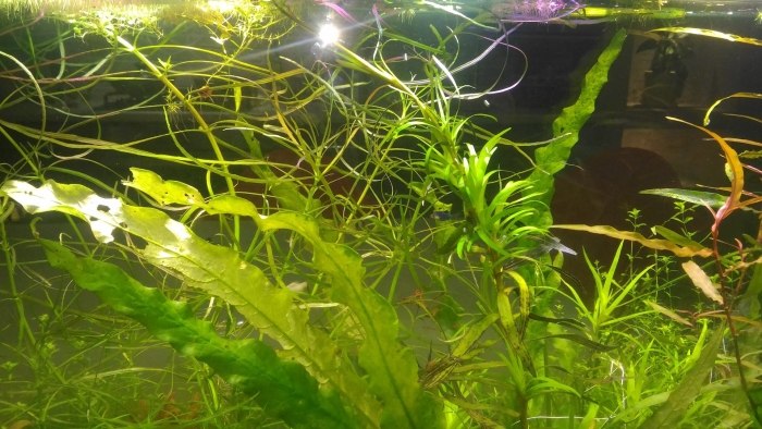 Водоросли нитчатка