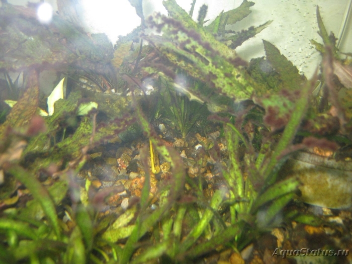 Криптокорина нури аквариумное растение