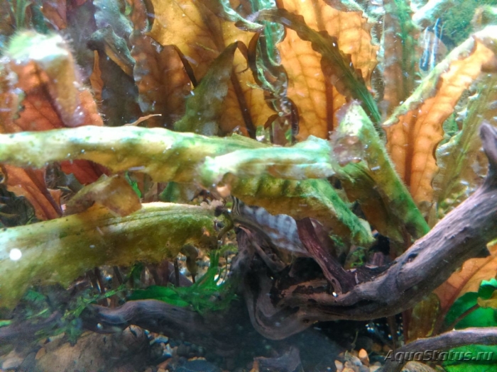 Криптокорина вендта