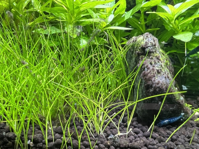 Элеохарис ситняг