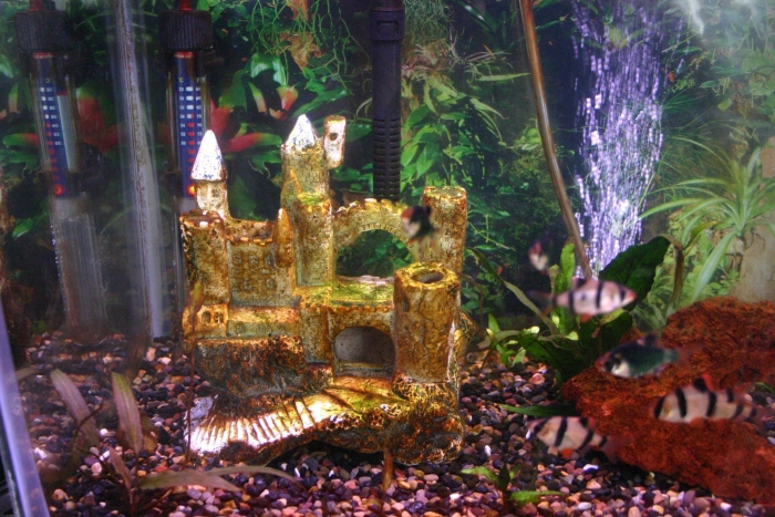 Пресноводные аквариумы