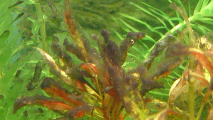 Водоросли аквариумные