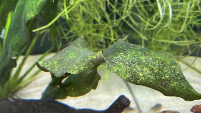 Бурые диатомовые водоросли в аквариуме