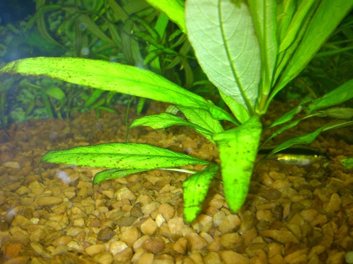 Гигрофила лимонник стрикта