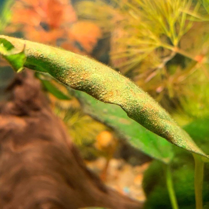 Водоросль ксенококус