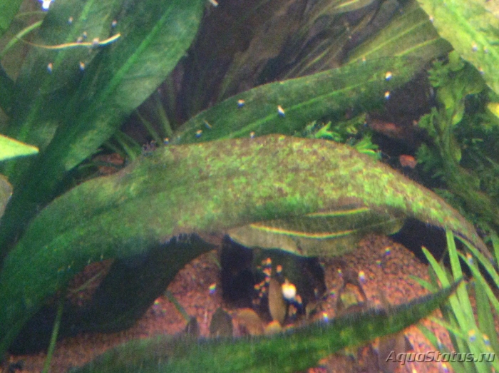 Ксенококус в аквариуме