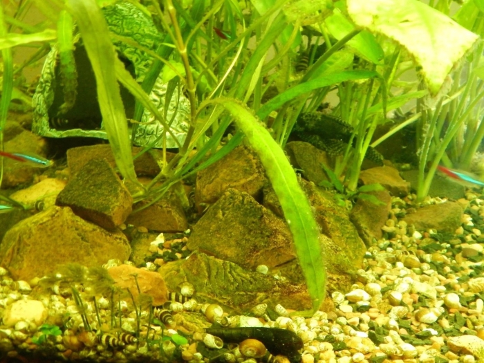 Криптокорина родственная