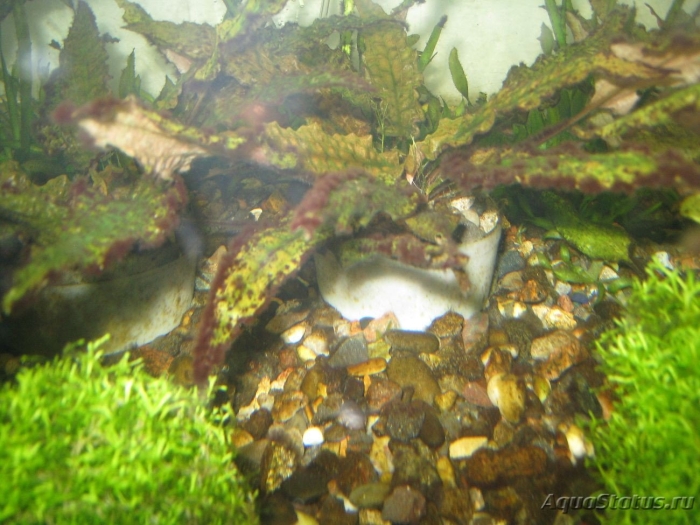 Криптокорина ми ойя