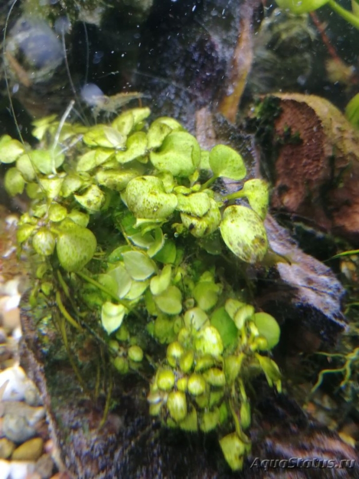 Ряска аквариумное растение