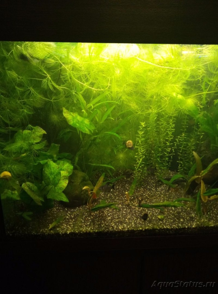 Растение для аквариума