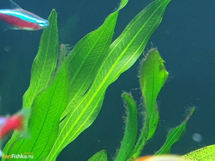 Эхинодорус аквариумное растение