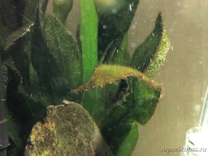 Сине зеленые водоросли в аквариуме