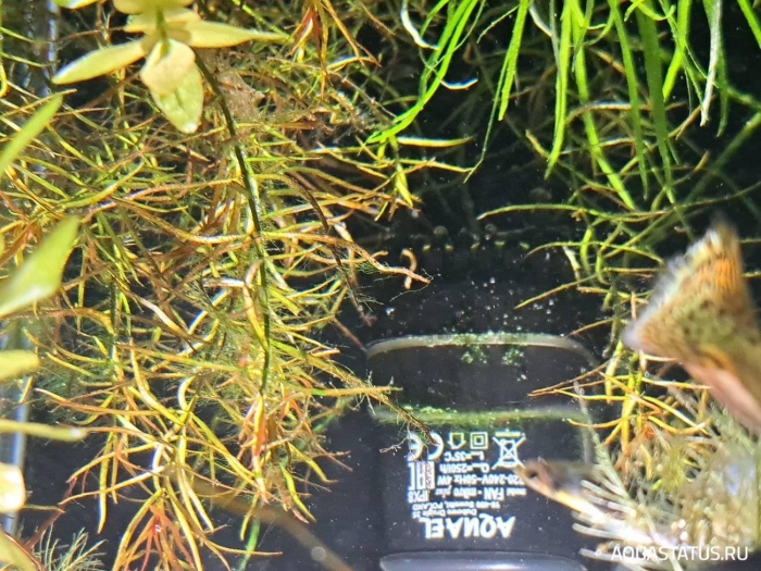 Наяс аквариумное растение