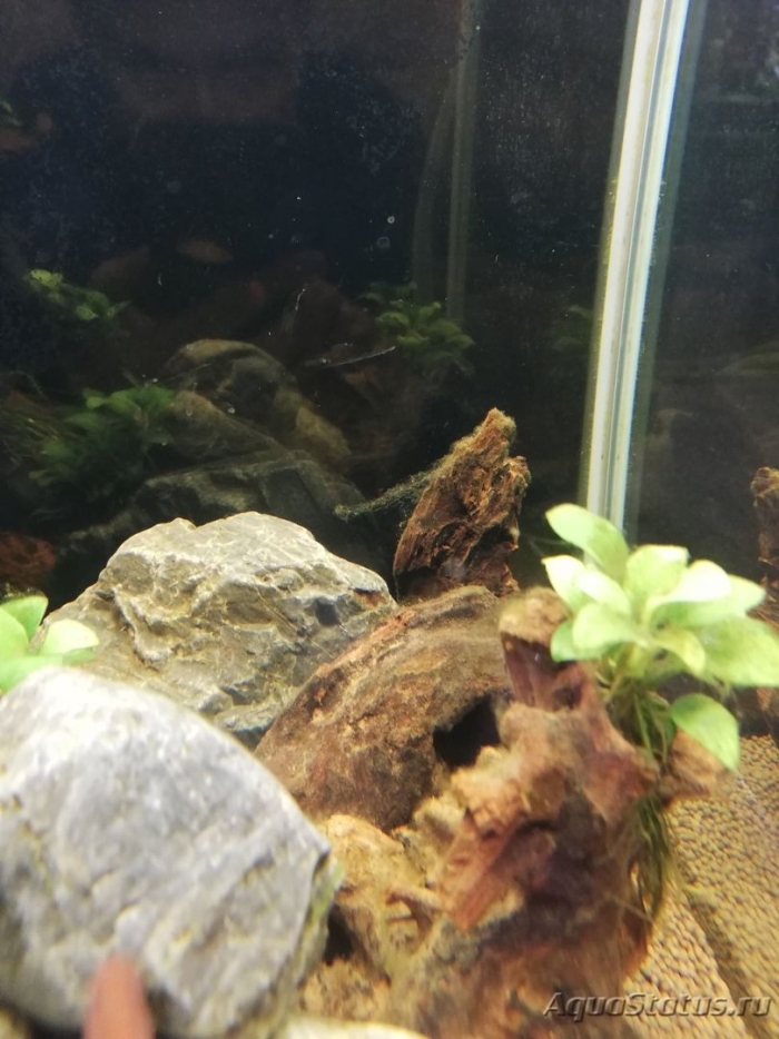 Дизайн аквариума