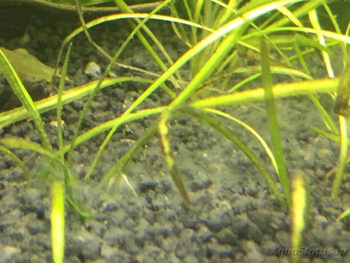Валлиснерия аквариумное растение