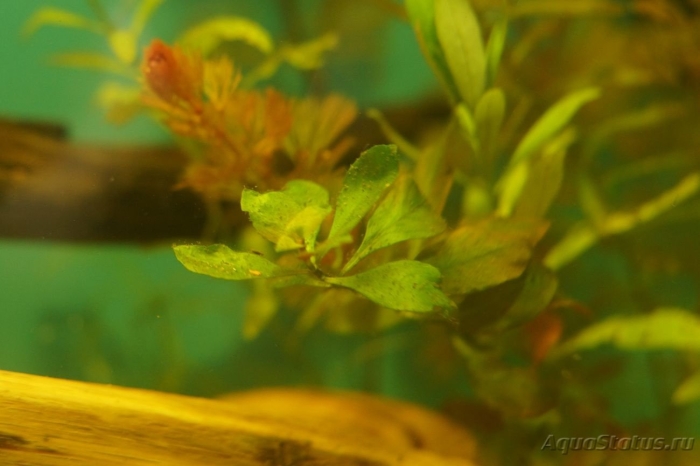 Людвигия ползучая репенс