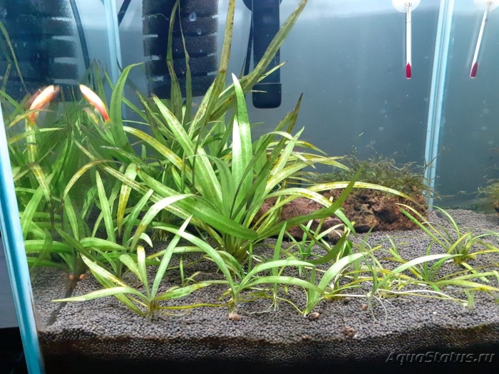 Сагиттария аквариумное растение