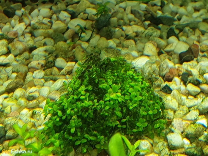 Глоссостигма аквариумное растение