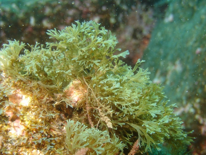 Dictyota dichotoma водоросль